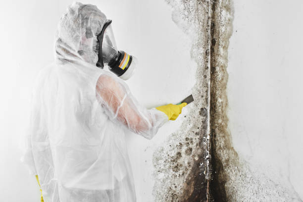 Best Emergency Mold Remediation in Mayfair, CA