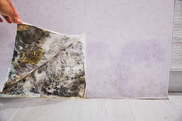 Best Mold Remediation for Schools in Mayfair, CA